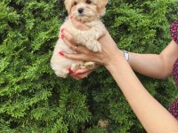 Korean Maltipoo yavrularımız