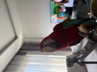 Orman bakanlığı belgeli yavru kırmızı macaw papağanı