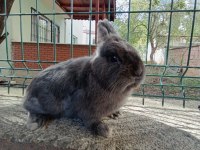 Hollanda cüce tavşan 1.5 yaşında blue erkek