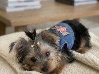 Köpeğimiz evde tek başına kalabiliyor