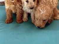 A KALİTE RENK SEÇİMİ MEVCUT MALTİPOO