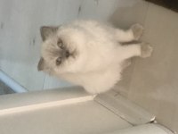 Bir çift british longhair ve scottish blue point