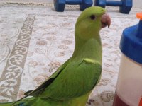 Pakistan papağanı 5 aylık