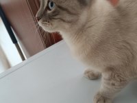 Acil ücretsiz kedimiz