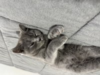 Kedimiz 3 aylık british shorthair