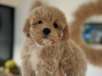 Büyümeme garantili tüy dökmeyen maltipoo
