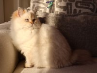 Full Şecereli Dişi British Longhair