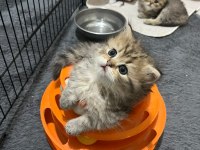 50 günlük british longhair