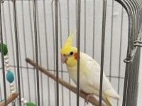 6 Aylık Sultan Papağanı