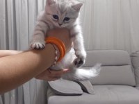 British Shorthair Yavrularım