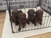 Orjinal Toy Poodle