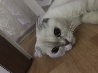 Dişi Scottish Fold