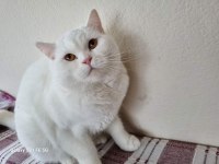 12 Aylık dişi british shorthair