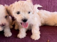 Terrier yavrularımız