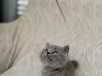 Gri british shorthair yavrular