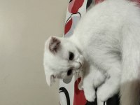 Süper yavrucuk british shorthair