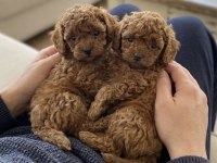 Teacup Kore toy poodle bebeklerimiz