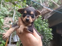 Minyatür pinscher erkek