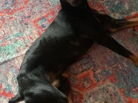 Acil Ücretsiz Doberman Sahiplendirme