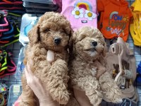 Maltipoo Dişi Erkek Bebekler