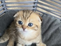 Muhteşem ırk black golden TABBY scottish fold