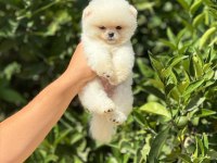 pati ver sizler için burada pomeranian