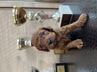 Mini boy toy poodle yavrular