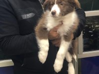 Border Collie Erkek Yavrularımız