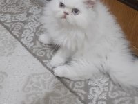 EXOTİC LONGHAİR DOLLFACE