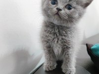 British shorthair sevdiğinize bir can verin