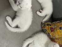 Scottish fold yavru kedilerimiz yeni yuvasını arıyor