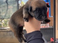 Safkan Malinois Yavruları