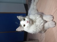 NORVEÇ ORMAN KEDİSİ BAL GÖZÜMÜZ YASTIK