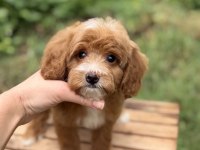 Özel Renk Maltipoo Yavrumuz