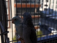 Garanti Takım Çift Forpus Ele Gelir
