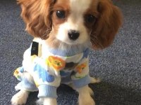 Efsane sevimli cavalier king charles yavrular