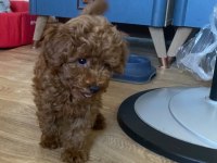 Koyu Renk Yavru Poodle
