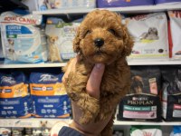 SHOW CLLAS RED BRWON BEBEK YÜZ TOY POODLE YAVRULAR