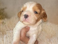 Sağlıklı Ve Çok Sevecen Yapılı Cavalier King Charles