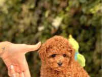 Ankaranin En Nezih Toy Poodle Yavru Köpekleri