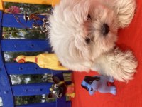 MALTESE TERRİER
