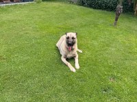 Kangal Aslan Pusat İçin Hak Ettiği Bir Yuva