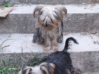 Erkek 6 aylık dişi 1 yaşında yorkshire terrier