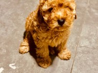 Safkan Toy Boyut Poodle Yavrumuz