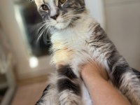 Maine coon dişi silver tortie uygun