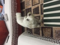 3 yaşında erkek maltese