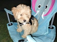 Maltipoo yavru köpeğim