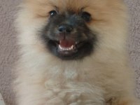 Pomeranian bebiş