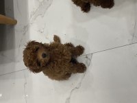 Güzellik abidesi toy poodle yavrumuz