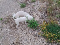 Kore maltese yavrumuz